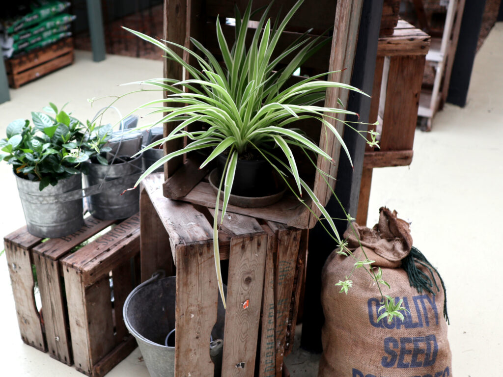 Wooden crates and indoor plants in The Shop.