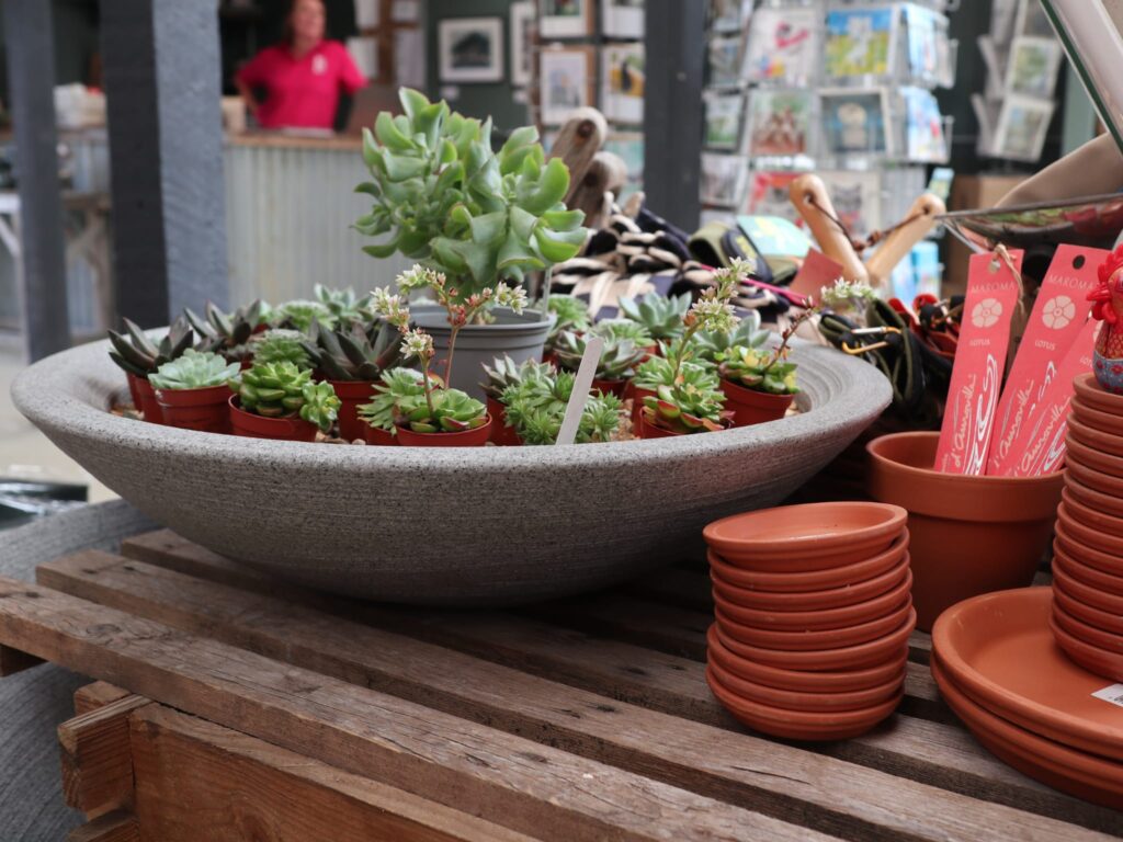 Close up of pots and succulents in The Shop.