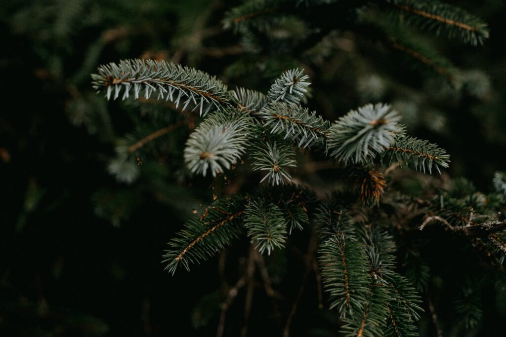 Close-up image of Christmas tree needles.