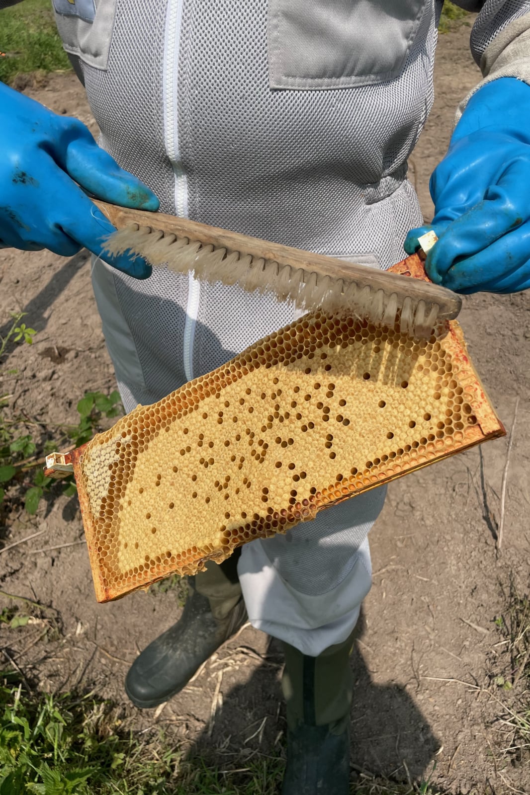 Sem holding the frame containing the bee larvae