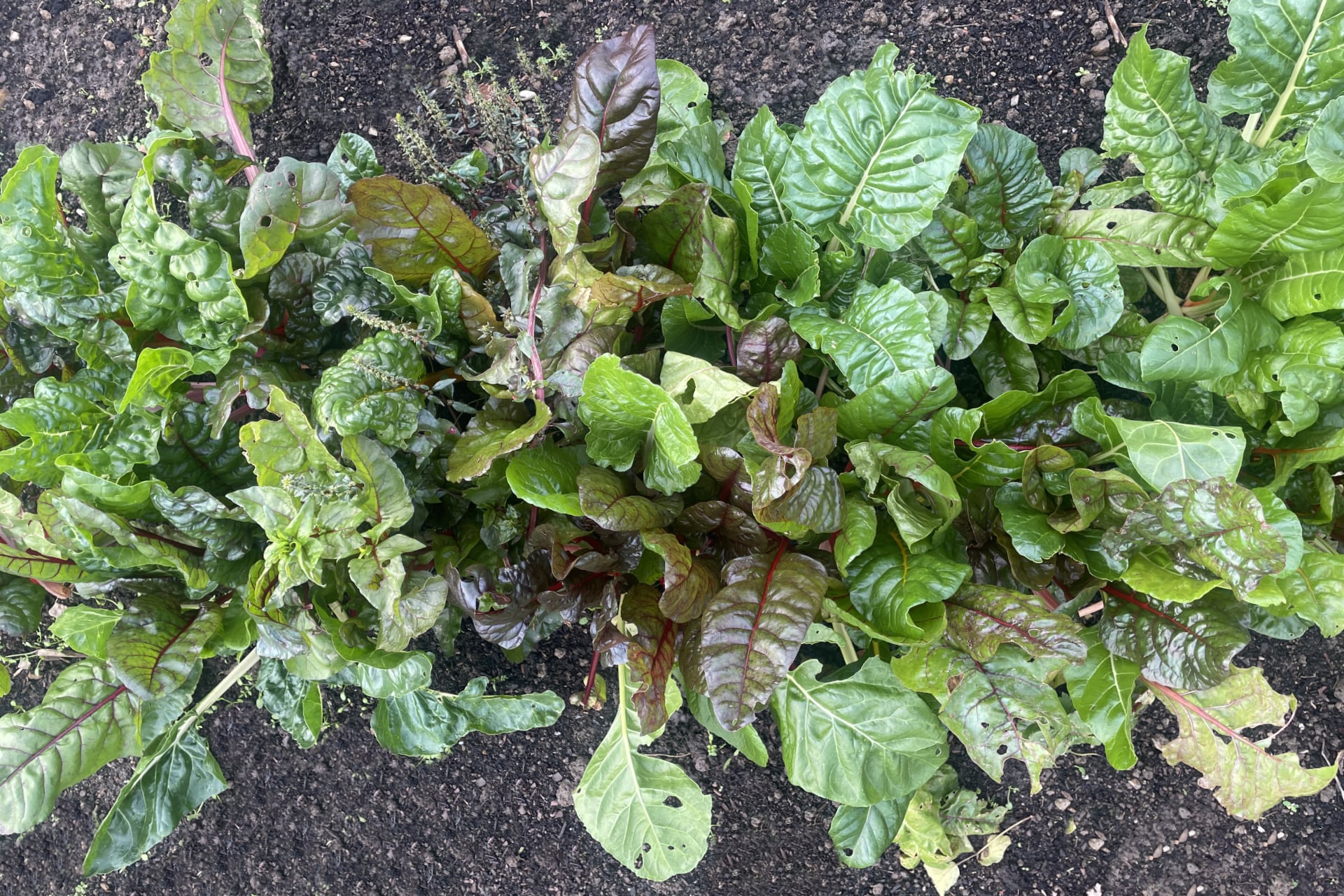 A selection of Babylon kitchen garden vegetables in a raised bed.
