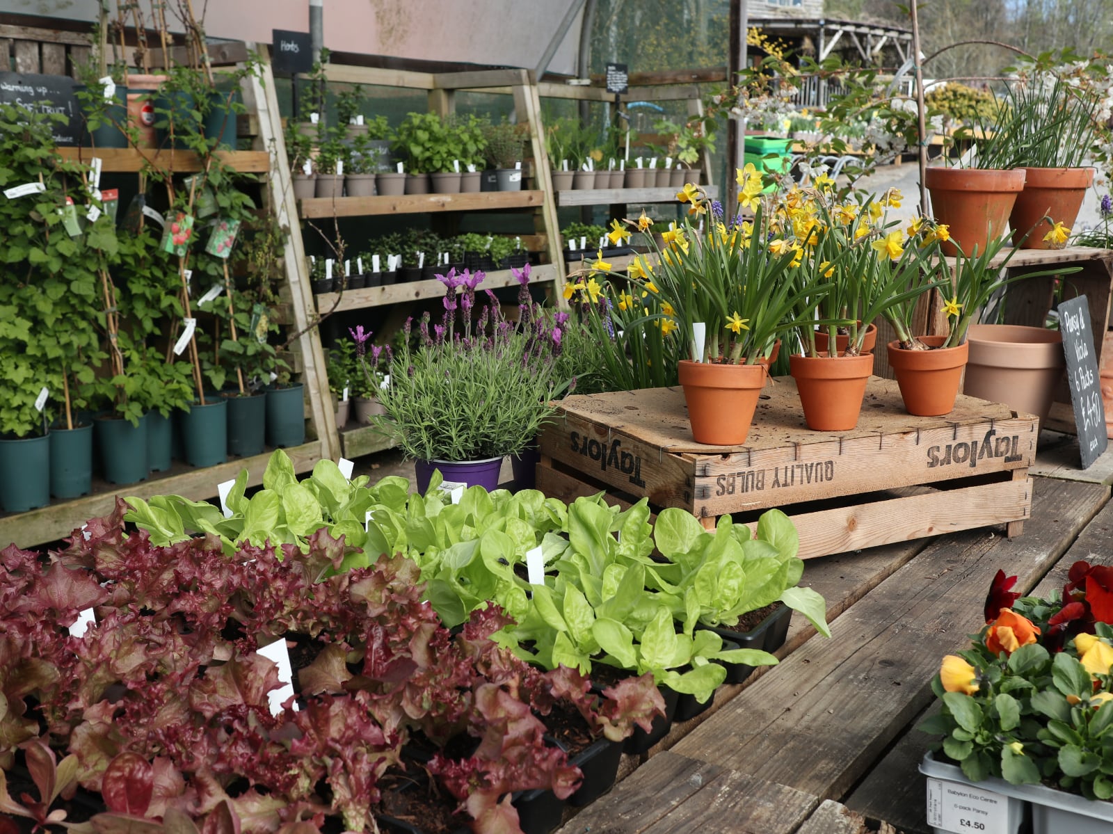 A display of plants including vegetables, flowers and shrubs in the plant nursery at Babylon.