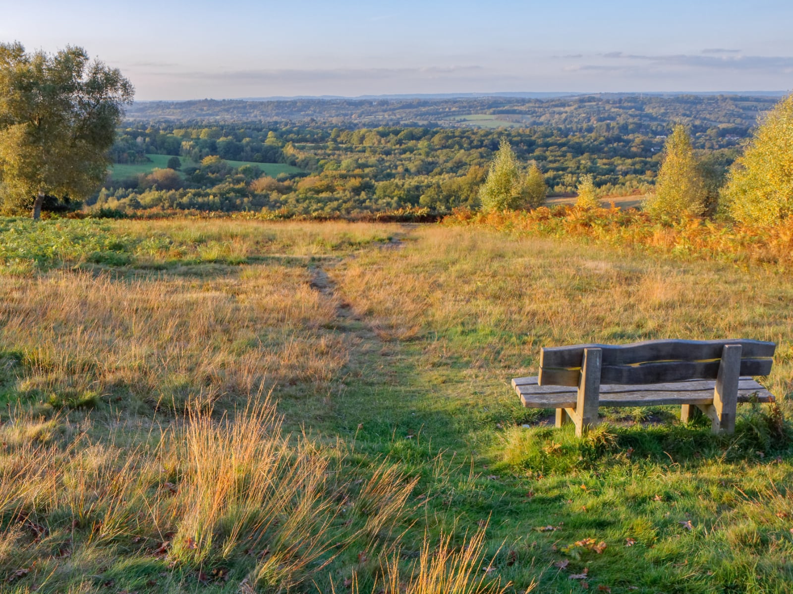 A view over the Ashdown Forest with a bench in the foreground.