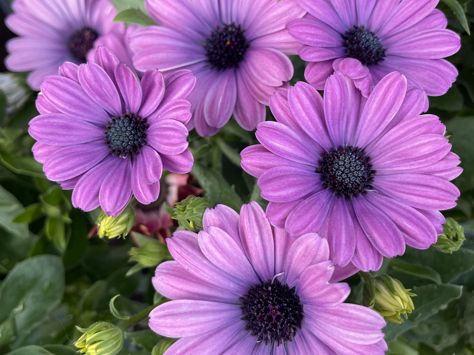 Osteospermum flowers in our plant nursery