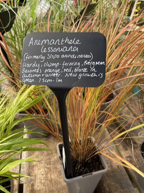Anemanthale lessoniana is great for autumn colour.