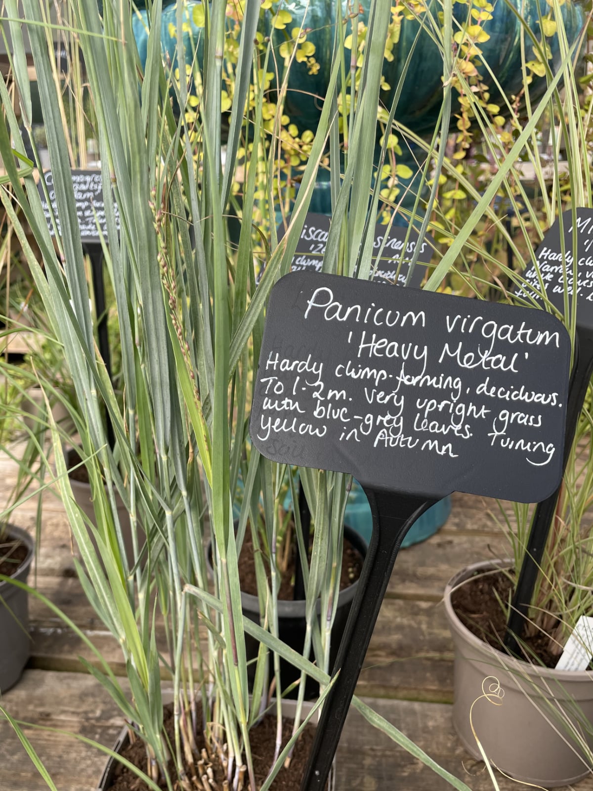Pannicum ‘Heavy Metal’ gives blue notes of colour.