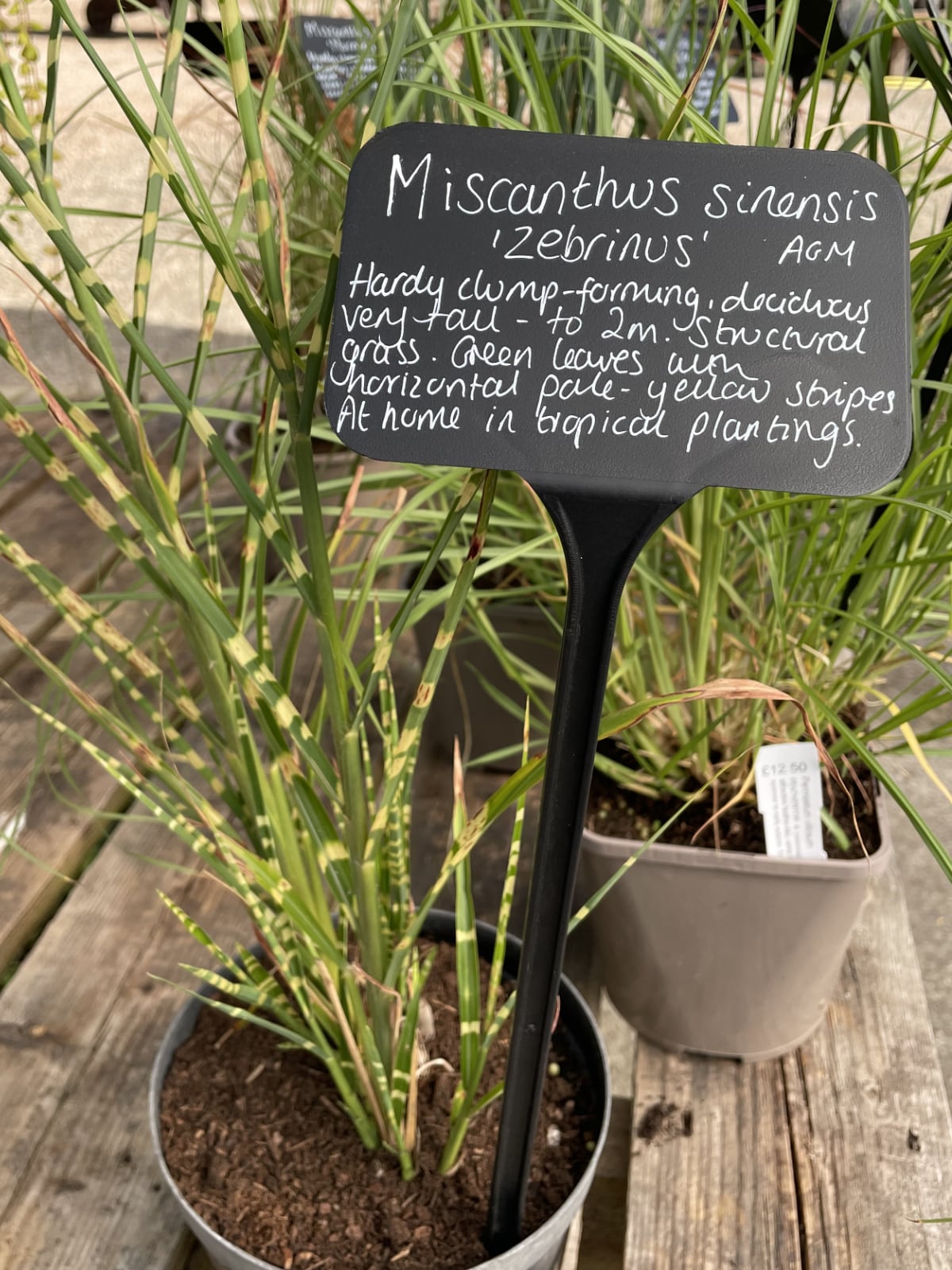 Miscanthus sinensis ‘Zebrinus’ gives bold structure.
