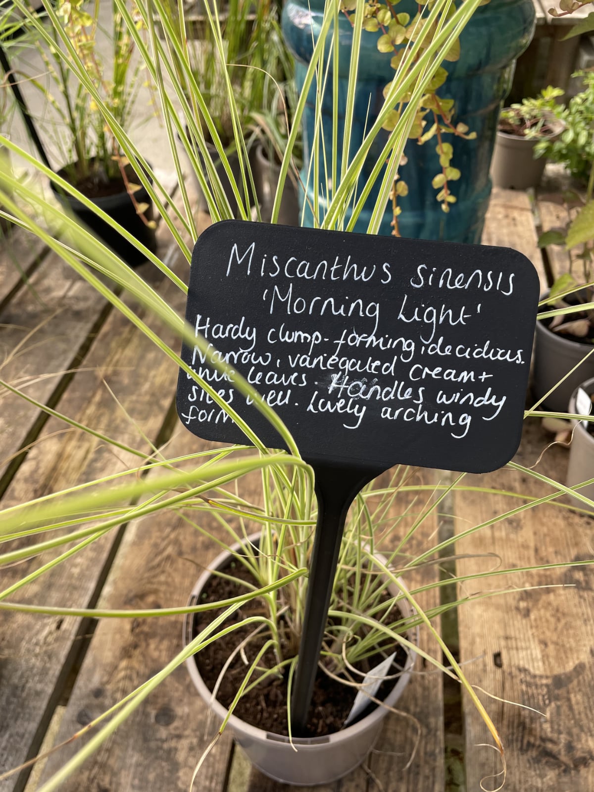 Miscanthus sinensis 'Morning Light' is also great for giving bold structure to your garden.