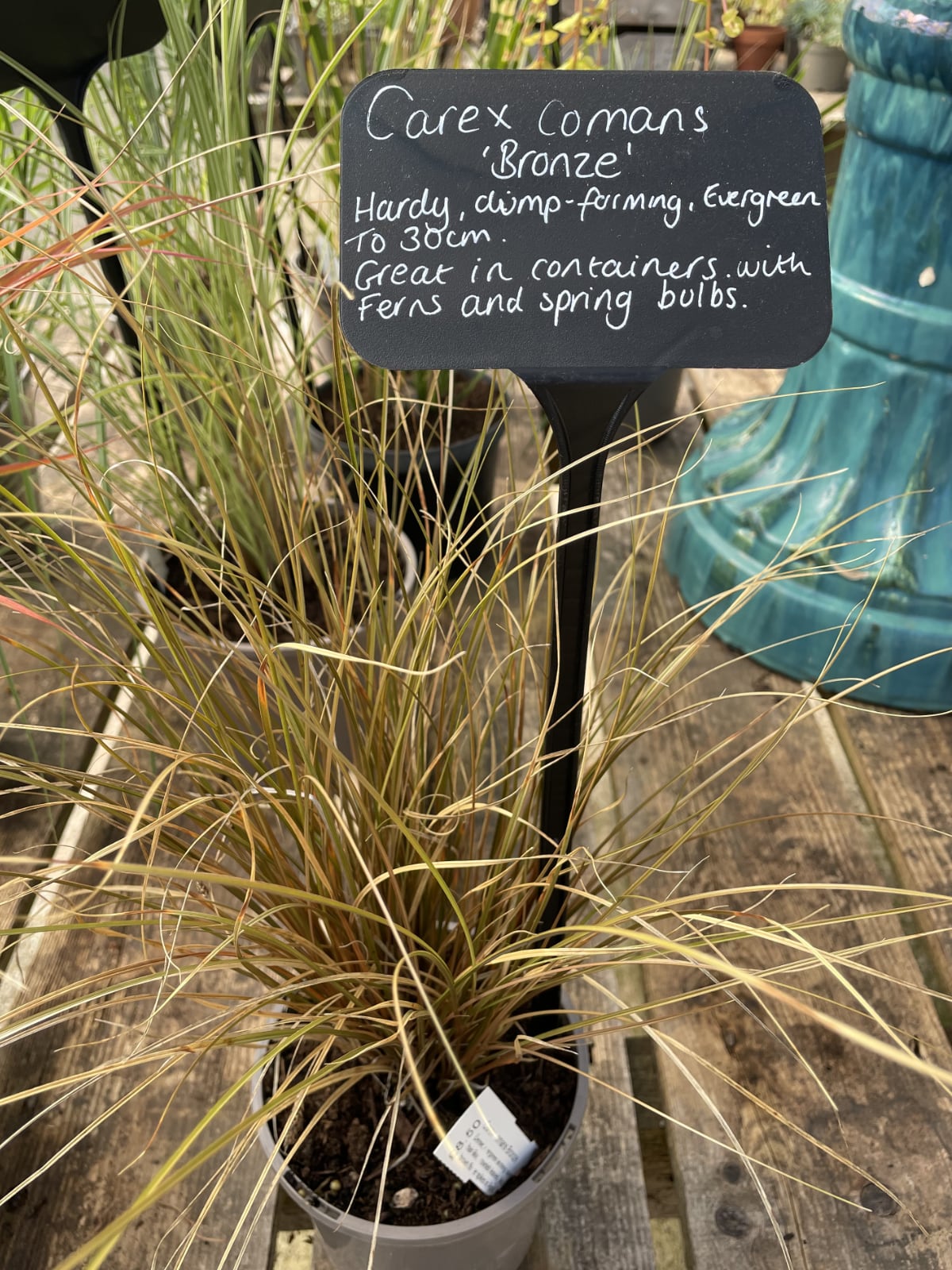 Carex ‘Comans Bronze’ is great for containers.
