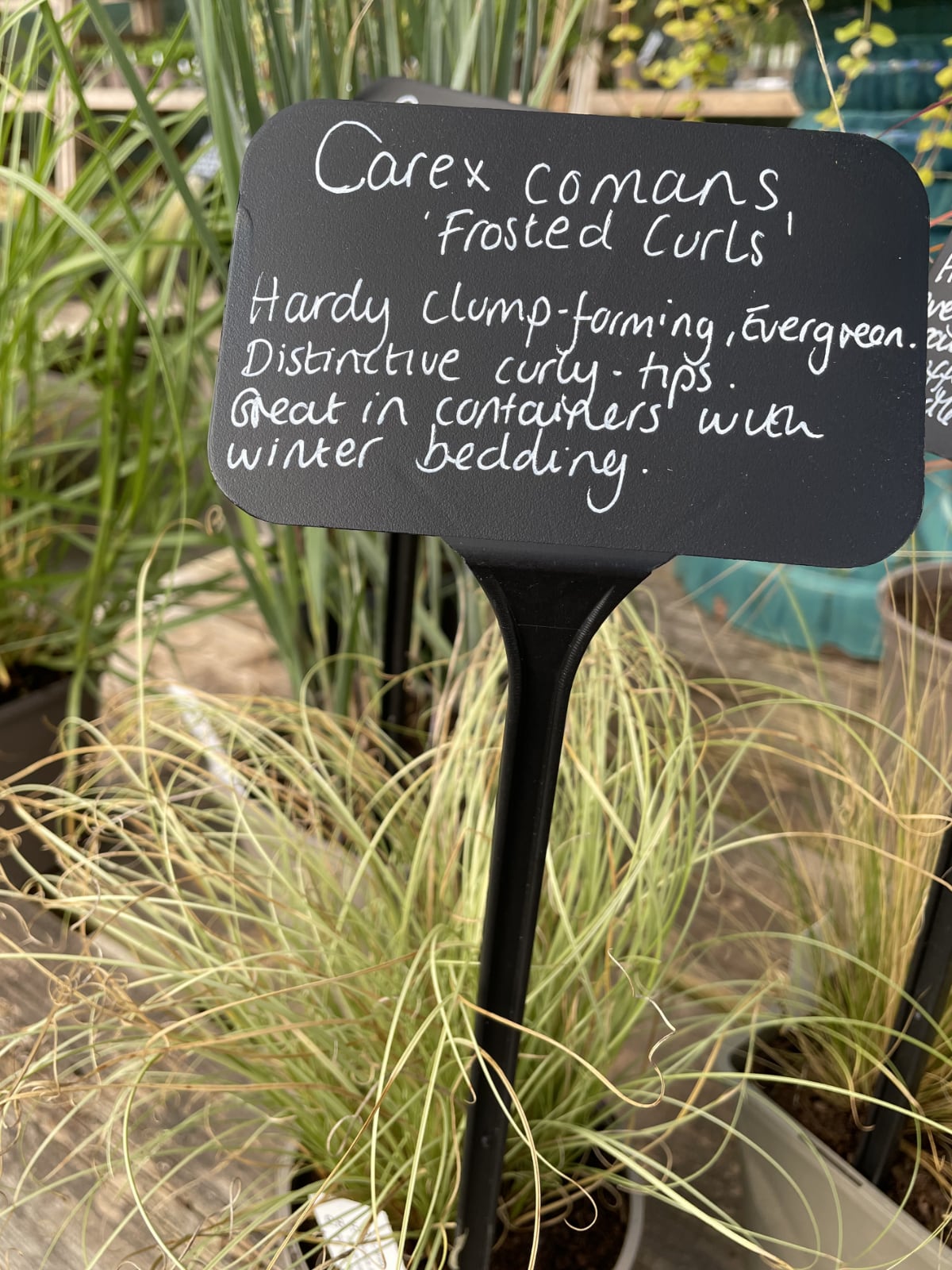 Carex ‘Comans Frosted curls’