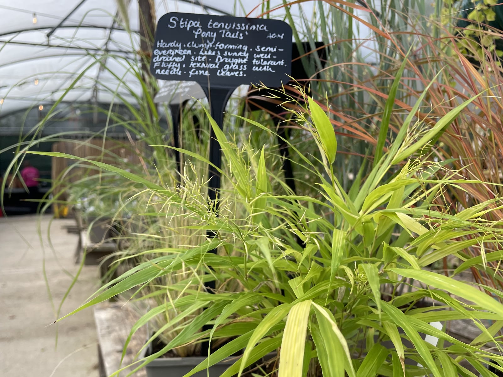 Ornamental grasses in the plant nursery at Babylon.