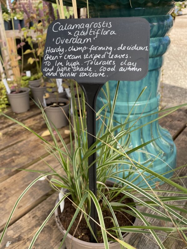 Calamagrostis 'Overdam' is perfect for screening.