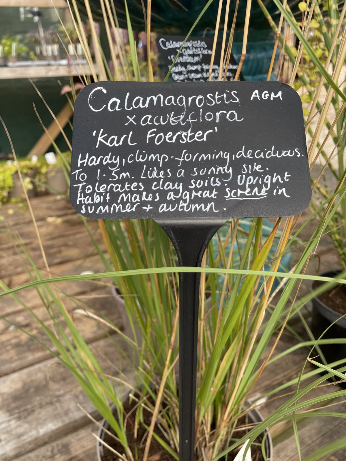 Calamagrostis 'Karl Foerster’ is also good for screening.