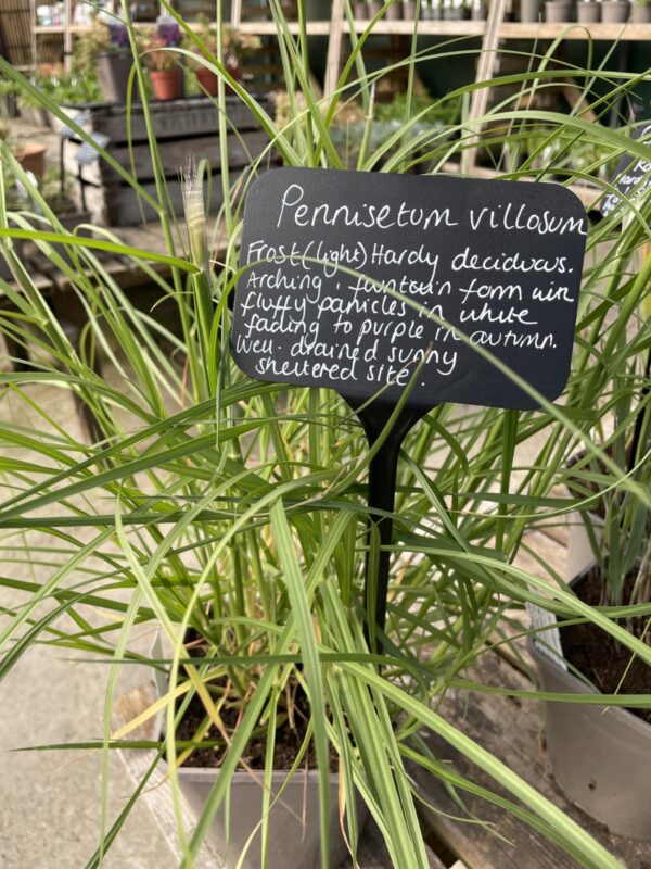 Fluffy white particles in 'Pennisetum villosum' make this a lovely sensory grass.
