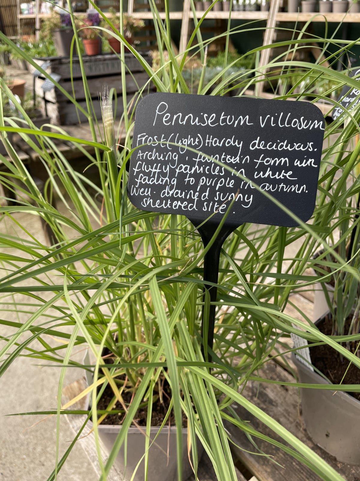 Fluffy white particles in 'Pennisetum villosum' make this a lovely sensory grass.