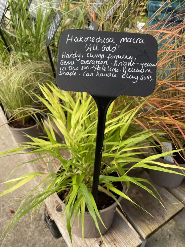 'Hakanachloa macra' is good for providing shade.