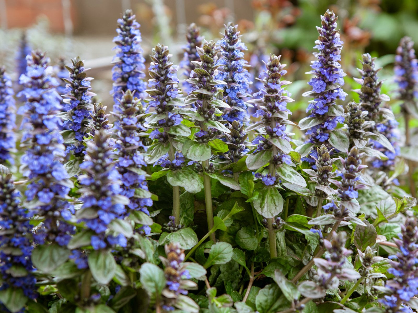 Ajuga plants in flower