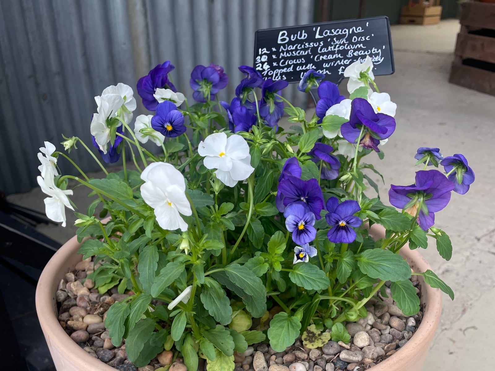 Colourful pot of white and purple violas.